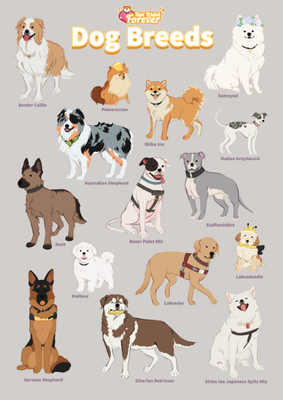 Sticker set of 15 different dog breeds (border collie, pomeranian, samoyed, shiba inu, australian shepherd, italian greyhound, staffordshire, boxer point mix, mutt, maltese, labrador, labradoodle, shiba inu Japanese spitz mix, siberian retriever, maltese, and german shepherd) in full color on grey background.